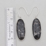 Turritella Agate Silver Earrings