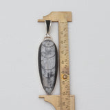 Orthoceras & Stingray Loop Silver Pendants