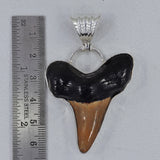 Megalodon Shark Tooth Silver Pendant