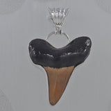 925 Starling Silver Shark Tooth Pendant