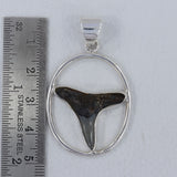 Shark Tooth Sterling Silver Pendant