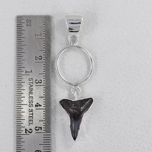 Fossilized Shark Tooth Silver Pendants
